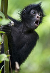 Spider Monkeys For Sale