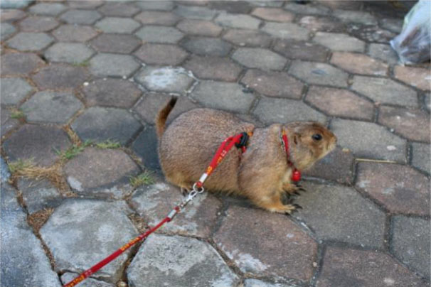 Prairie Dog Prairie Dog