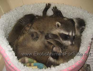 karton Shredded region Raccoons For Sale