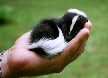 skunk skunks baby pet pets cute animals bebe adorable if babies enrichment hand animal good they exoticanimalsforsale