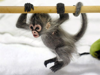 Spider Monkeys For Sale