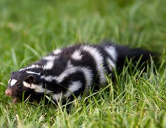 skunks for sale uk