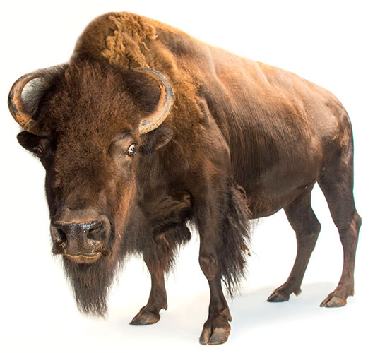 Buffalo For Sale