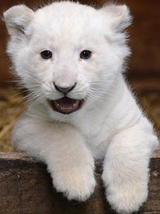 White Lion Cub