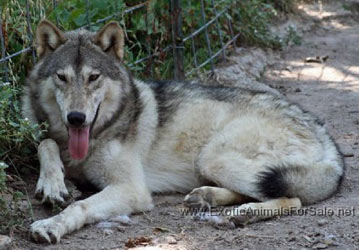 black wolf dog hybrid puppies