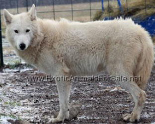 black wolf dog hybrid puppies