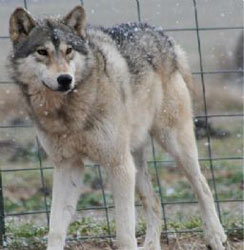 grey wolves for sale